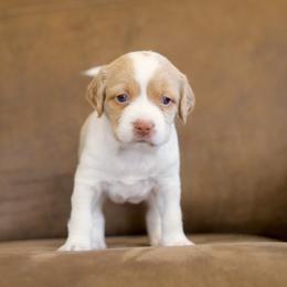 Tayo - Orange and white female Brittany puppy in Laramie, Wyoming from Aviary Kennels