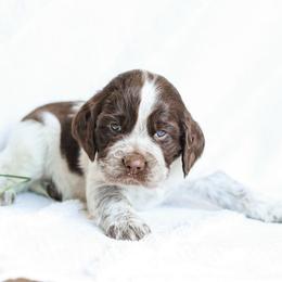 Sawyer - Liver white and roan male English Springer Spaniel puppy in Atglen, Pennsylvania from Smokey Hollow Puppies