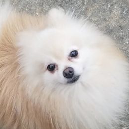 Pipi - Pomeranian