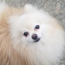 Pipi - Pomeranian