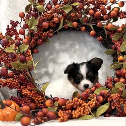 Boo - White black and tan male Papillon puppy in West End, North Carolina from Papillons in the Pines