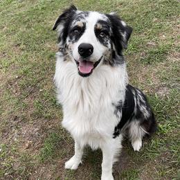 Stark - Australian Shepherd