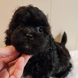 Onyx - Black and white male Companion Cross puppy in Richmond, Missouri from Natalie's Happy Fur Paw's