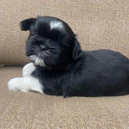 Porter - Black and white male Shih Tzu puppy in Hematite, Missouri from Free Range Shih Tzus