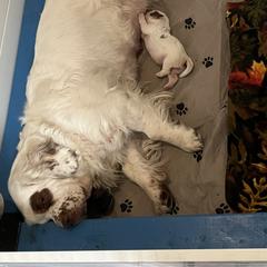 Clumber Spaniel Puppies from Briton Clumber Spaniels