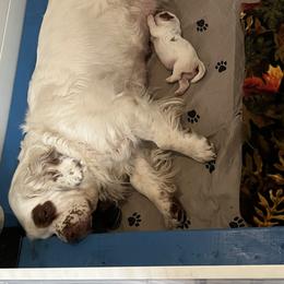 Clumber Spaniel Puppies from Briton Clumber Spaniels
