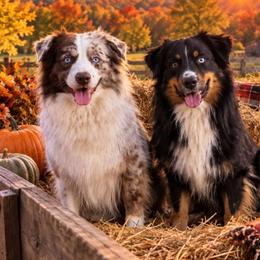Miniature Australian Shepherd puppies from Beaver Dam Mini Aussies