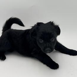Boy 1 - Black male Xoloitzcuintli puppy in West Jordan, Utah from Majestic Nakids