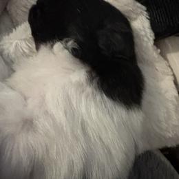 Pomeranian Puppies from Healing Grace pups
