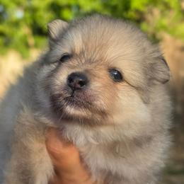 Benji - Red sable male Pomeranian puppy in Fort Worth, Texas from Picture Perfect Poms