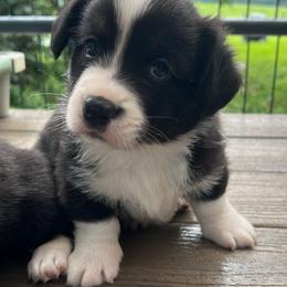 Naked - Black and white male Cardigan Welsh Corgi puppy in Pilot, Virginia from Castle KC  (Katie's Corgis)  - VKM Farmstead