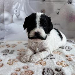Christian - Black and white male Cavapoo puppy in Lebanon, Missouri from Perkins Pups