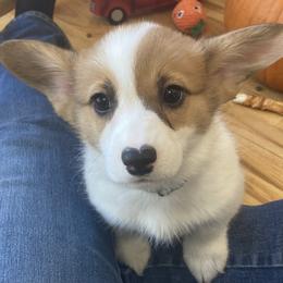 Pembroke Welsh Corgi Puppies from Whistling Wind Corgi’s