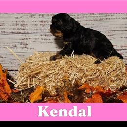 Kendal - Black and tan female Cavalier King Charles Spaniel puppy in Rochelle, Illinois from Lakeview Cavaliers