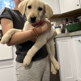Labrador Retriever and Pembroke Welsh Corgi Puppies from Burress Family Farm and Kennels