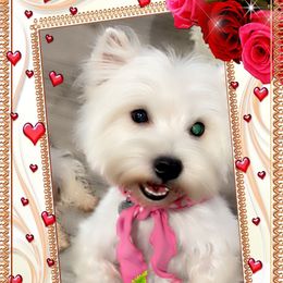 Maddie - West Highland White Terrier
