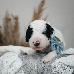 Seagrass (Green) - Black and white male Sheepadoodle puppy in Newport Beach, California from High Desert Doodles