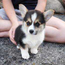 Yasmine - Black and tan female Pembroke Welsh Corgi puppy in Coleman, Michigan from Salt Creek Farm Dogs