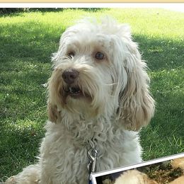 Sophie - Australian Labradoodle
