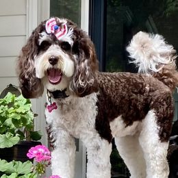 Josie - Australian Labradoodle