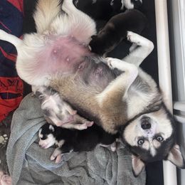 Pomsky Puppies from Sun-Kissed Mountain Homestead