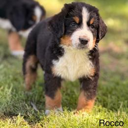 Rocco - Tri-color male Bernese Mountain Dog puppy in New Haven, Indiana from Maumee Berners