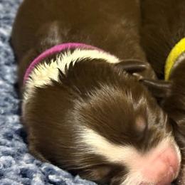 Aphrodite - Red tri female Miniature Australian Shepherd puppy in Pinnacle, North Carolina from Higher Elevations Mini Aussies