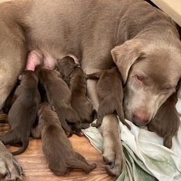 Dilute Retrievers from Fur Ever Companion Labs