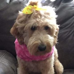 Callie AKA Bean  - Goldendoodle