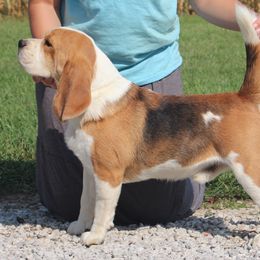 Casper - Beagle