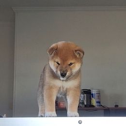 Shiba Inu Puppies from Diwasou