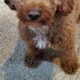 Abigail - Cavapoo