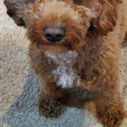 Abigail - Cavapoo