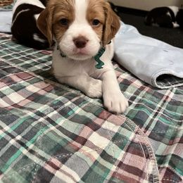 Brittany Puppies from Caliah Brittanys