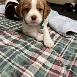 Brittany Puppies from Caliah Brittanys
