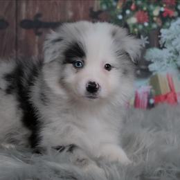 Zayanna - Blue merle female Australian Shepherd puppy in Fultonville, New York from Sandy Aussies & Pomeranians