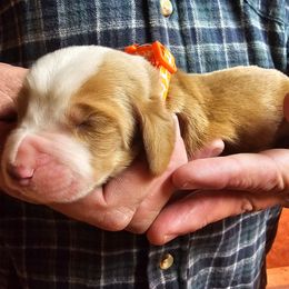 Orange male - Red and white male Basset Hound puppy in Trade, Tennessee from TN Miniature Dachshunds & Basset Hounds