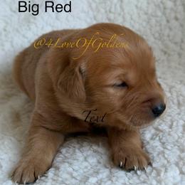 Big Red - Dark golden male Golden Retriever puppy in La Verne, California from 4LoveofGoldens