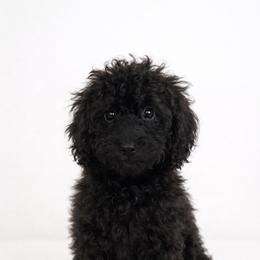 Vinnie - Phantom male Goldendoodle puppy in Warrensburg, Missouri from Supreme Doodles