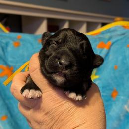 Girl 1 - Black and silver female Shiloh Shepherd puppy in Jackson Township, New Jersey from Divine Shilohs
