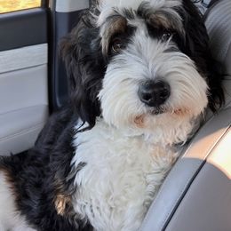 Bernedoodle and Goldendoodle Puppies from Gracie's Goldendoodles and Bernedoodles