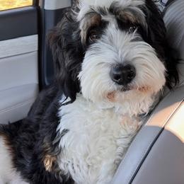 Bernedoodle and Goldendoodle Puppies from Gracie's Goldendoodles and Bernedoodles