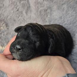 Black boy 3 - Black male Poodle puppy in Bauxite, Arkansas from Mountain Ridge Poodles