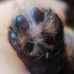 Pomeranian Puppies from Pawsome Poms