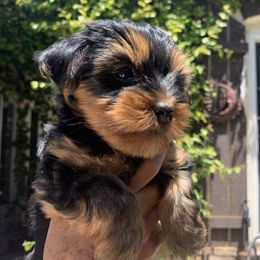 Yorkshire Terriers from Veronica & Her Cute Yorkies