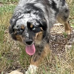 Scooby - Miniature Australian Shepherd