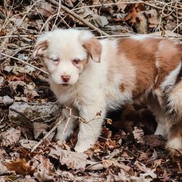 Cinnamon - Red merle female Australian Shepherd puppy in Silex, Missouri from Small Town Australian Shepherds