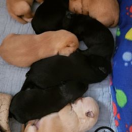 German Shepherd and Scottish Terrier Puppies from Viceroy's Kennel LLC