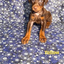 Yellow Collar - Red and rust male Doberman Pinscher puppy in Louisville, Kentucky from Ruiz Dobermans