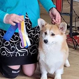 Cara - Pembroke Welsh Corgi